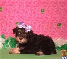 miniature schnauzer puppy posted by Rhonda Wallace